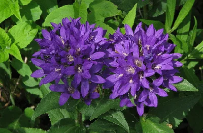Campanula Joan Elliot by M