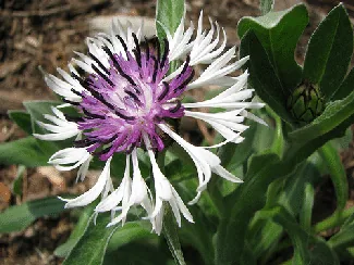 Centauea montana Amethyst in Snow by Sarah