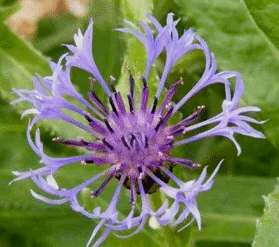 Centaurea Montana Blue by Midwest Gardening