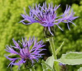 Centaurea Montana Montana Blue by Midwest Gardening