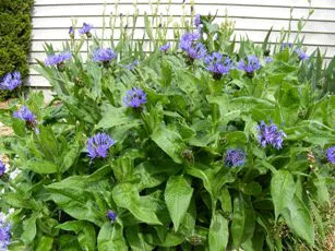 Centaurea montana Northern Lights by Midwest Gardening