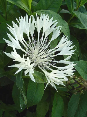 Centaurea montana Alba by rattyfied