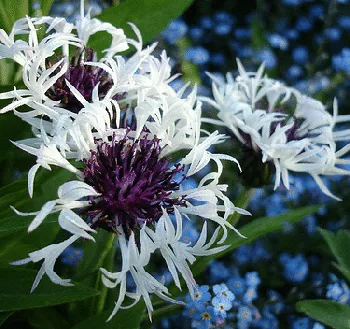 Centaurea montana Purple Heart by jacki dee
