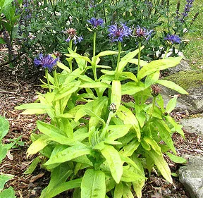 Centaurea montana Gold Bullion