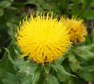 Centaurea macrocephala Armenian Blanket Flower by Midwest Gardening