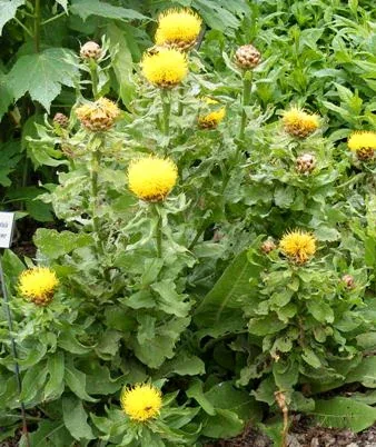 Centaurea macrocephala Armenian Blanketflower by Midwest Gardening