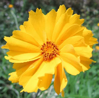 Coreopsis lanceolata by Tanaka