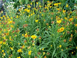 Coreopsis lancelolata Baby Sun by F D Richards