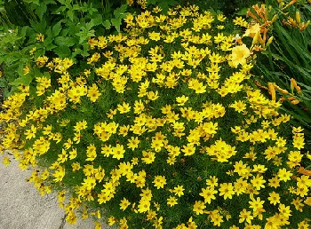 Coreopsis Moonbeam by F D Richards