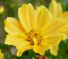 Coreopsis Golden Dreams bloom by TOG
