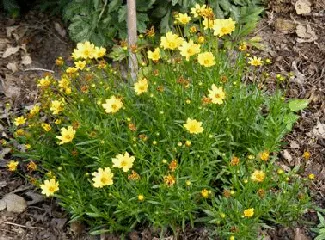 Coreopsis Golden Dreams by TOG