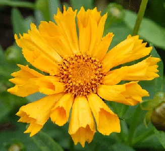 Coreopsis Jethro Tull