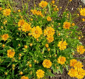 Coreopsis Jethro Tull 1