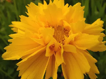 Asteraceae Heliantheae Coreopsis early sunrise by Echo Forsberg