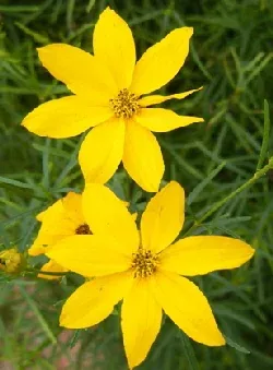 Coreopsis verticillata Zagreb Threadleaf by the ordinary gardener