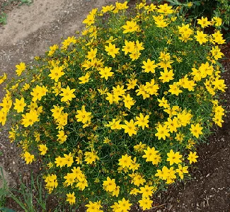Coreopsis verticillata Zagreb by F D Richards