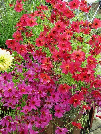 Coreopsis Limerock Passion and C
