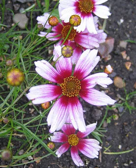 Coreopsis Sweet Dreams by Gordon Joly