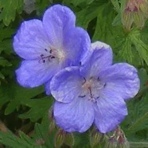 Cranesbille Johnson s Blue bloom by Midwest Gardening
