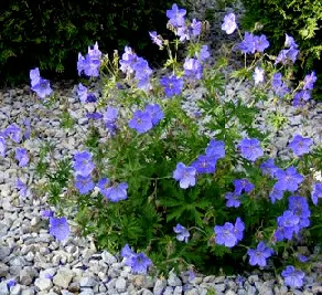 Cranesbill Jonson s Blue by Midwest Gardening