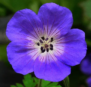 Cranesbill Rozanne by Jame Gaither
