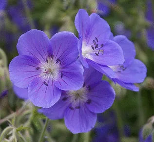Cranesbille Brookside by Jack Kennedy