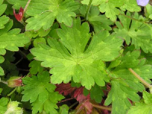 Cranesbille Jolly Bee foliage by Anna