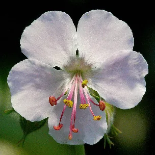Cranesbill Biokovo by James Gaither
