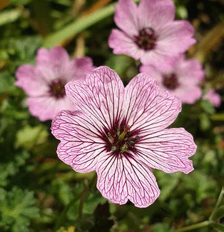 Cranesbill Ballerina by Niall McAuley