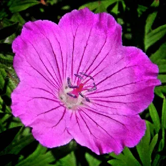 Cransebill Tiny Monster by Jay Wolf