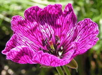 Cranesbill Purple Pillow
