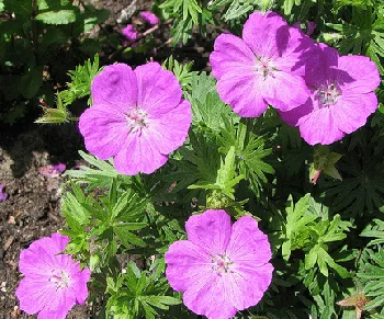 Geranium sanguineum bloody cranesbille by dnnya
