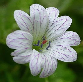 Geranium versicolor Geraniaceae by Tim Waters