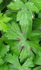 Pencilled Geranium foliage