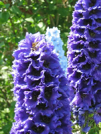 Delphinium Black Knight