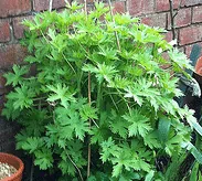 Delphinium foliage by John Adams