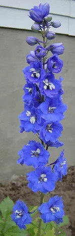 Delphinium Bluebird by Satrina