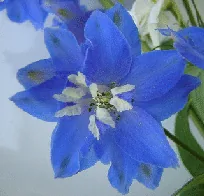 Delphinium Bluebird by Satrina