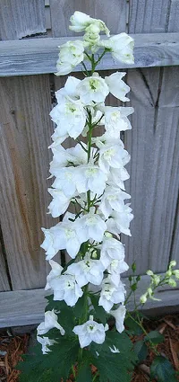 Delphinium Galahad