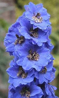 Delphinium Blue Lace