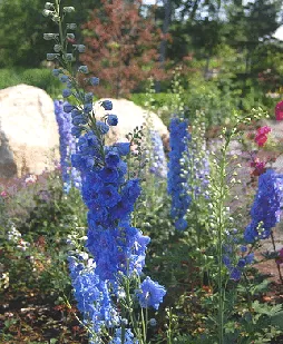 Delphinium elatum Blue Lace by Sharon K