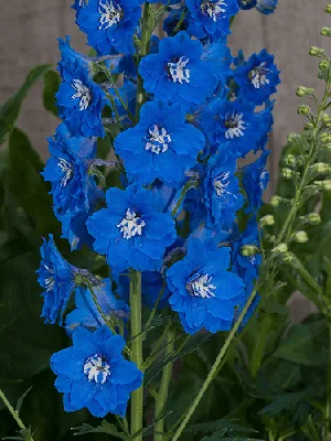 Delphinium Royal Aspirations