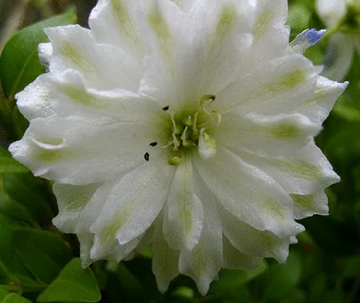 Delphinium Green Twist