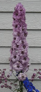 Delphinium Blushing Brides
