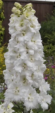 Delphinium Olive Poppleton by Paul Gulliver