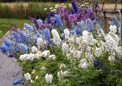 Delphinium magic fountain by Gustaf Eriksson