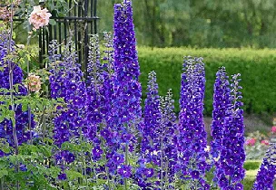 delphinium Magic Fountain series by pk don