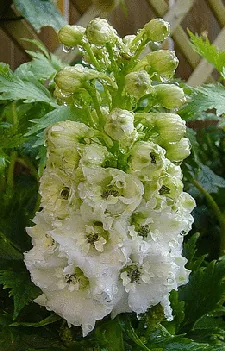 Delphinium Magic Fountain by Q simple