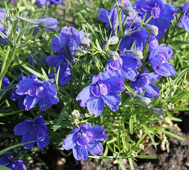 Delphinium chinensis Blue Butterfly by Col Tasha