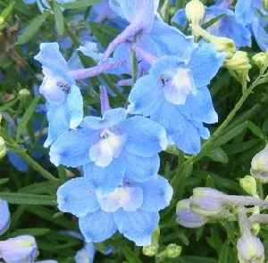 Delphinium grandiflorum Summer Blues flower by Midwest Gardening